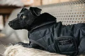 Kentucky Dog Coats